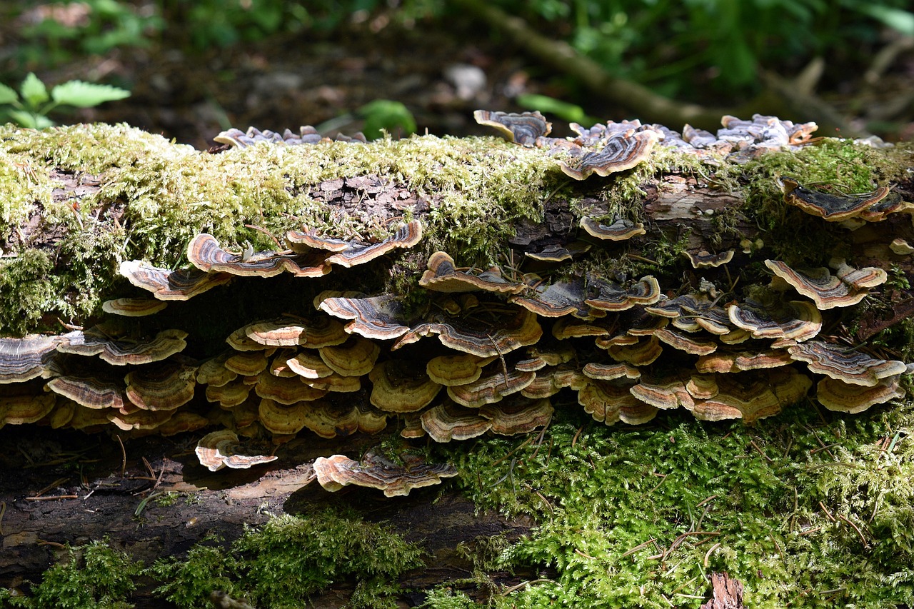 DDOS attack|黑客攻击中的病毒攻击技术